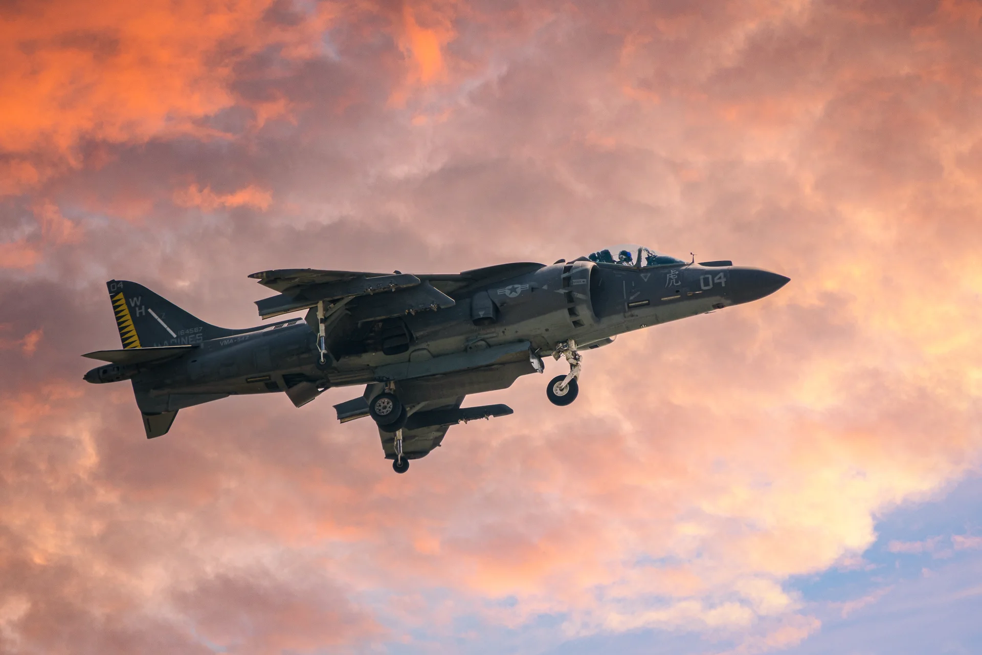 Harrier silhouetted against a brilliant orange sunset